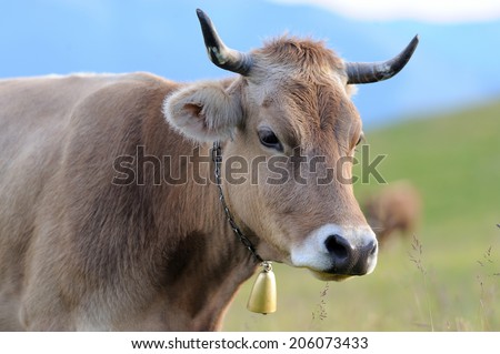 Young brown cow in summer meadow