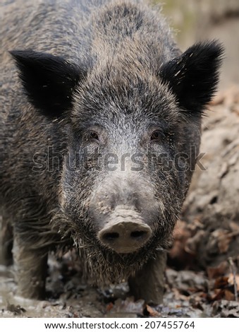 Wild boar in wood. Boar in dirt