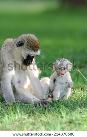 Three Cape Vervet Monkeys in the park