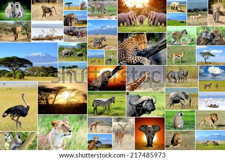 African safari collages. Many animals