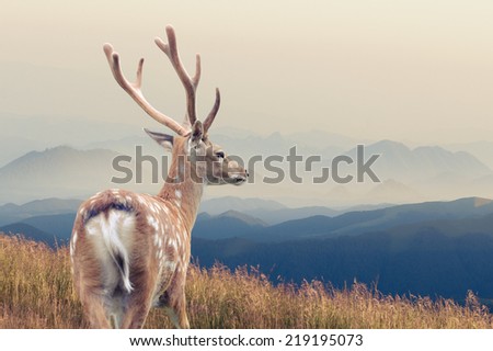 Whitetail Deer standing in autumn mountain