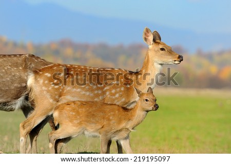 Young fallow deer in autumn field