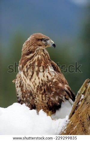 Hawk on a branch in winter mountain