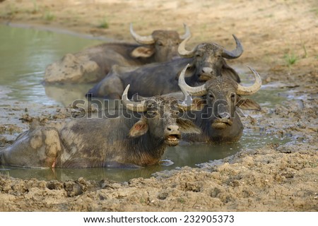 Water buffalo are bathing in a lake in Sri Lanka
