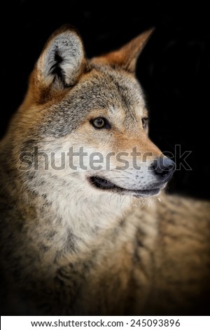 Portrait wild wolf on dark background