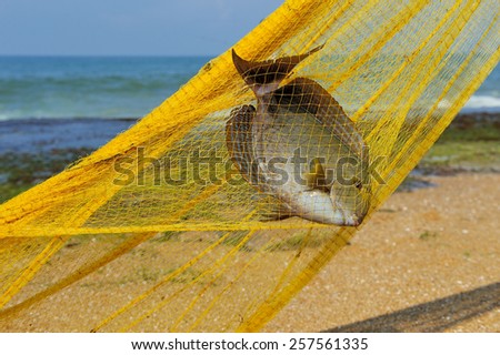 Big fish in a yellow fishing nets