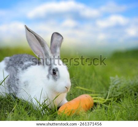 Baby rabbit in grass on meadow. Summer day