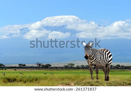 Zebra on Kilimanjaro mountain background in National Park. Africa, Kenya