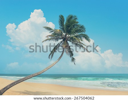 Palm tree bent over the ocean. Vintage effect