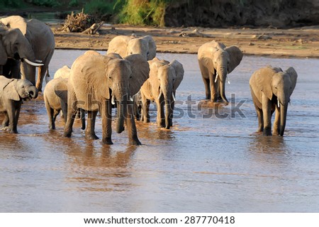 Elephant in National Park Kenya, East African