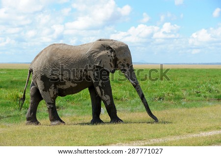 Elephant in National Park of Kenya, East African