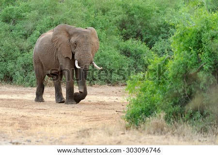 Elephant in National Park Kenya, East African