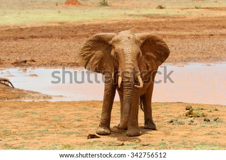 Big elephant in National park of Kenya, Africa