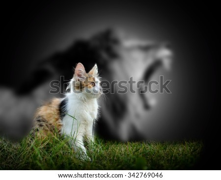 Small cat with big angry male lion shadow