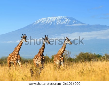 Giraffe in National park of Kenya, Africa