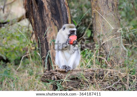 Vervet Monkey eat apple, National park of Kenya, Africa