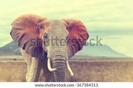 Wild african elephant. Vintage effect. National park of Kenya, Africa
