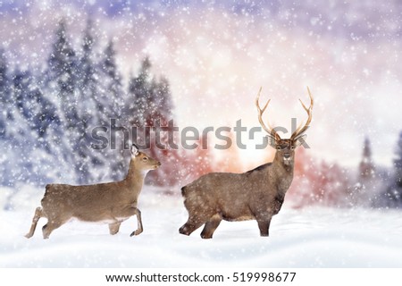 Close young deer in nature. Winter time