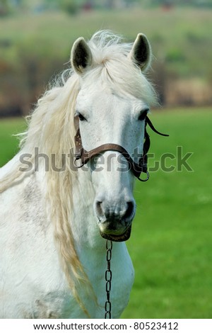 Portrait white horse