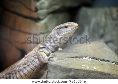 Young lizard on a stone