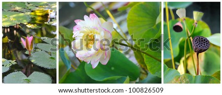 Blooming lotus flower, three stages of life