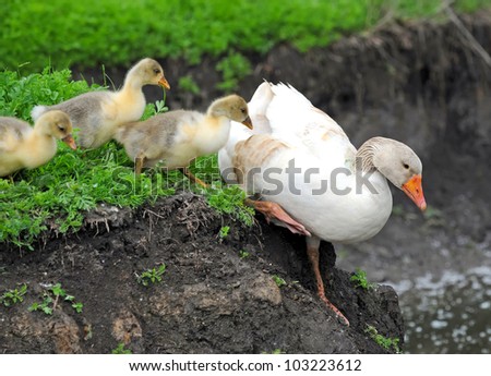 Goose with babies jumps in water