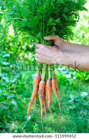 Bunch of carrots in a hands with soft background