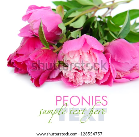 Bunch of purple and pink peonies on a white background