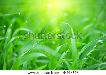 Fresh green grass with water droplet in sunshine