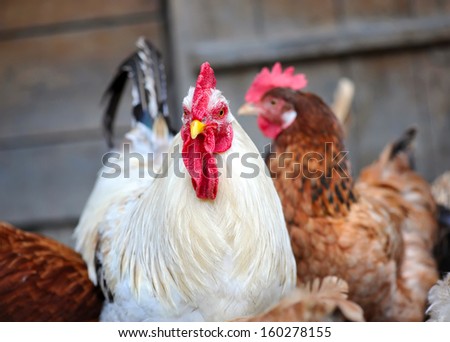 Rooster And Chickens