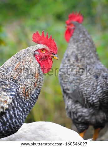Young Rooster on nature background