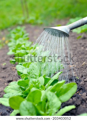 Watering of vegetable bed with rows of spinach