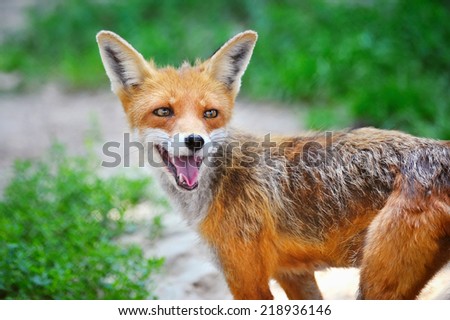 Red Fox Cub in grass. The animal smiles