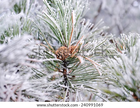 Frozen pine branch with pine-cone