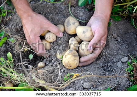 Male hands harvesting fresh organic potatoes from garden