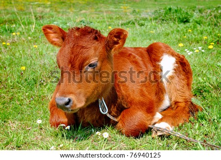 brown calves