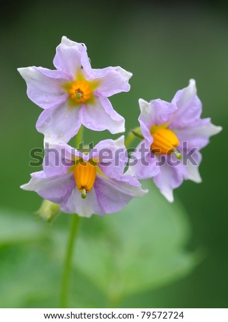 Flowers of potato