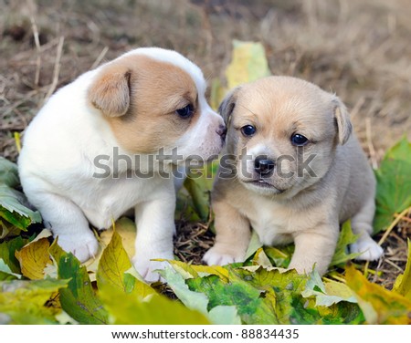 Little doggies are in an autumn letter