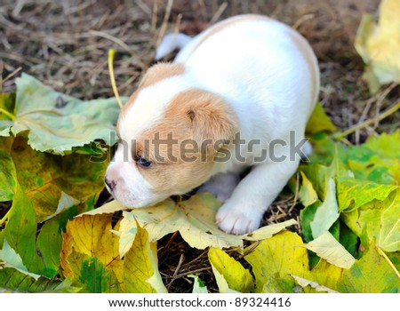 Little doggie are in an autumn letter