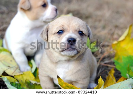 Little doggies are in an autumn letter