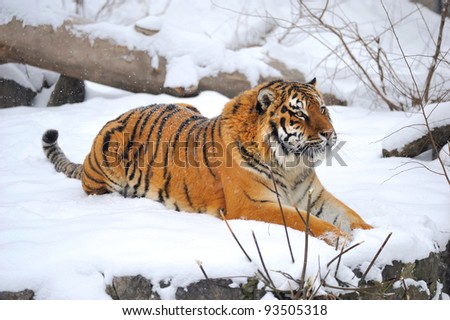 Siberian tiger what sits on snow