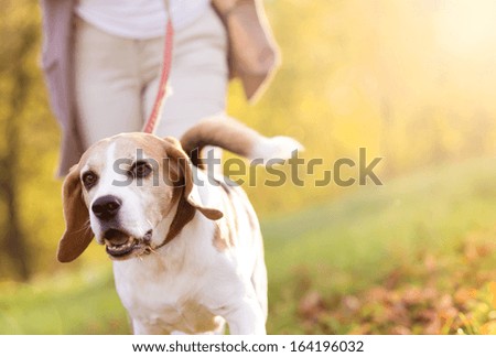 Senior Woman Walking Her Beagle Dog In Countryside