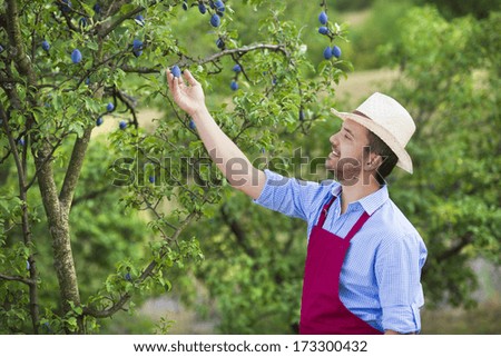Young male gardener picking up fruit in the green garden