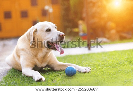 Dog playing outside in the garden with a little blue ball