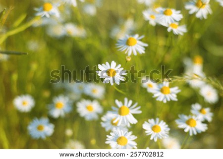 Spring meadow full of daisies on a sunny day