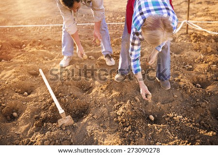 Senior couple plantig potatoes in their garden