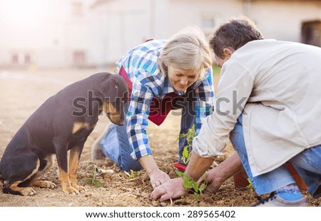 Senior couple planting seedlings of tomato in their garden