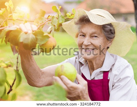 Senior woman in her garden harvesting pears