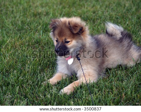 3-Month Old Wolf Sable Pomeranian Puppy Laying on Grass