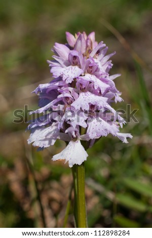 Heath Spotted Orchid or Moorland Spotted Orchid (Dactylorhiza maculata) at Runde Island (Norway)